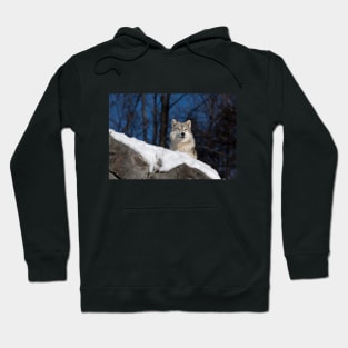 Arctic wolf Hoodie